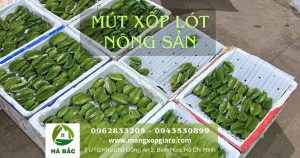 mút xốp lót chuối xuất khẩu