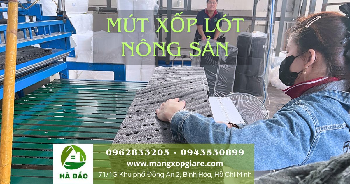 mút xốp lót chuối xuất khẩu